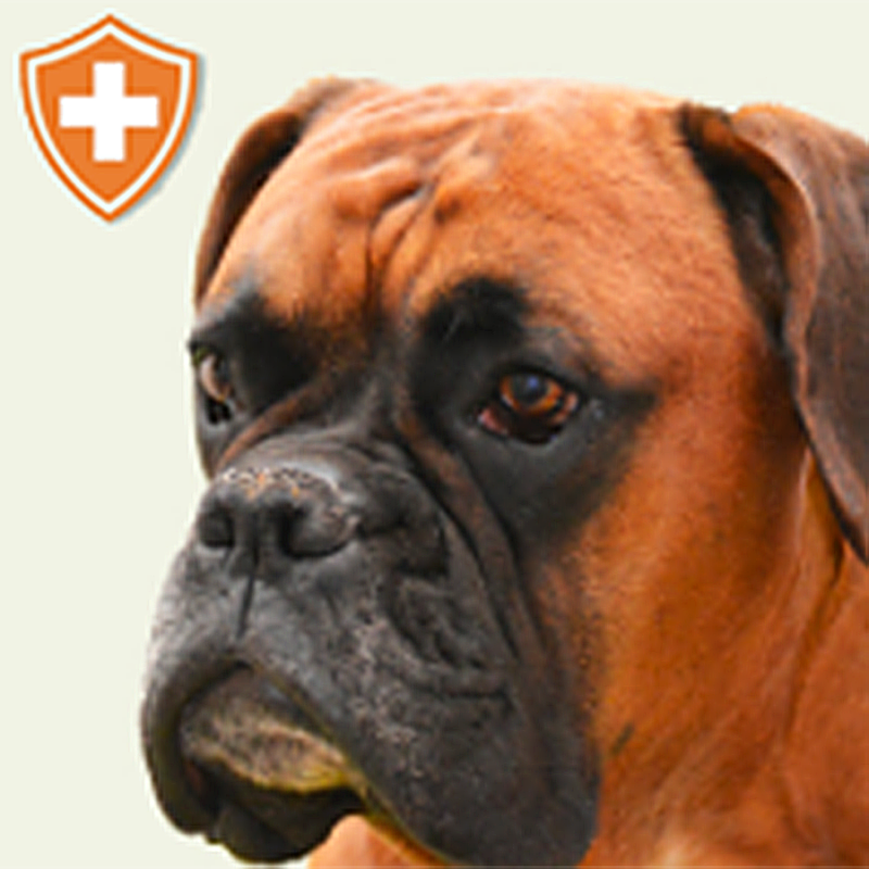 BB Pet Supplies