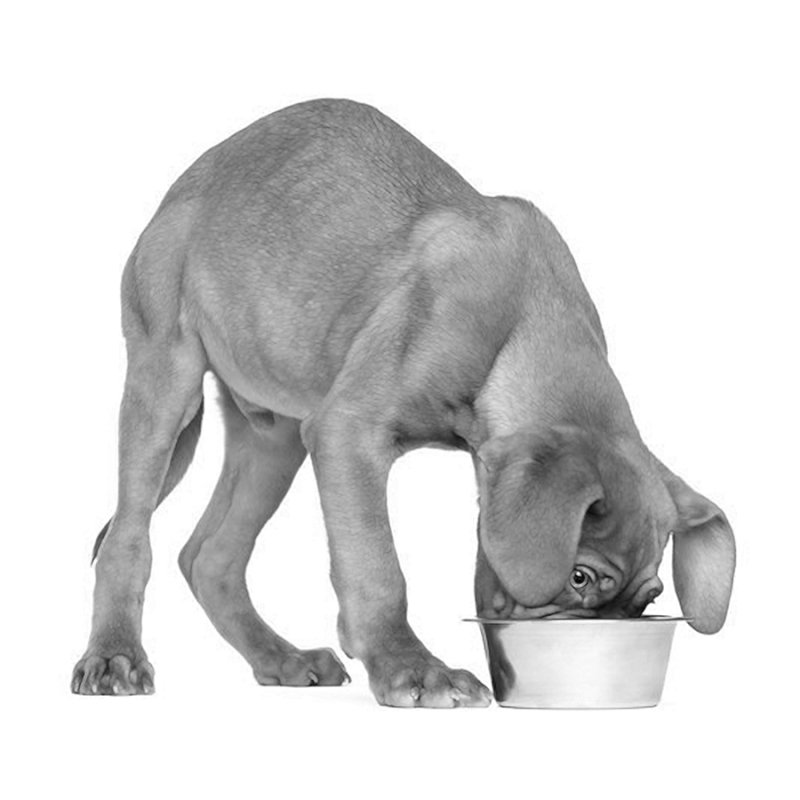 BB Pet Supplies