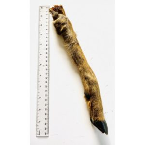 Hairy Roe Deer Leg