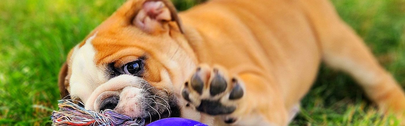 English bulldog benefits of raw food