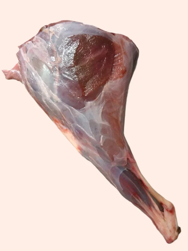muntjac hind leg