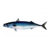 Mackerel 1KG